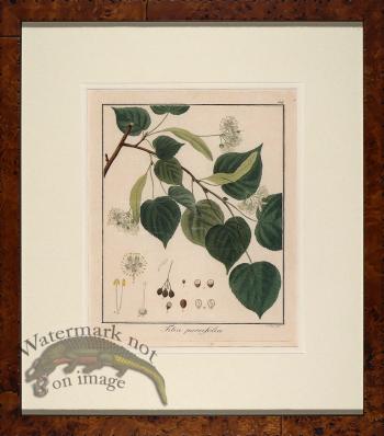 Hayne's Botanical in Burl 05